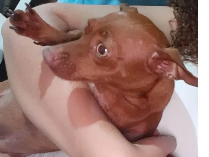 Cachorro ra a Pincher idade 3 anos nome Meg