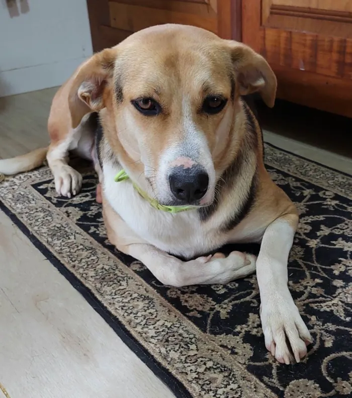Cachorro raça HARRIER idade 2 anos nome MARICOTA
