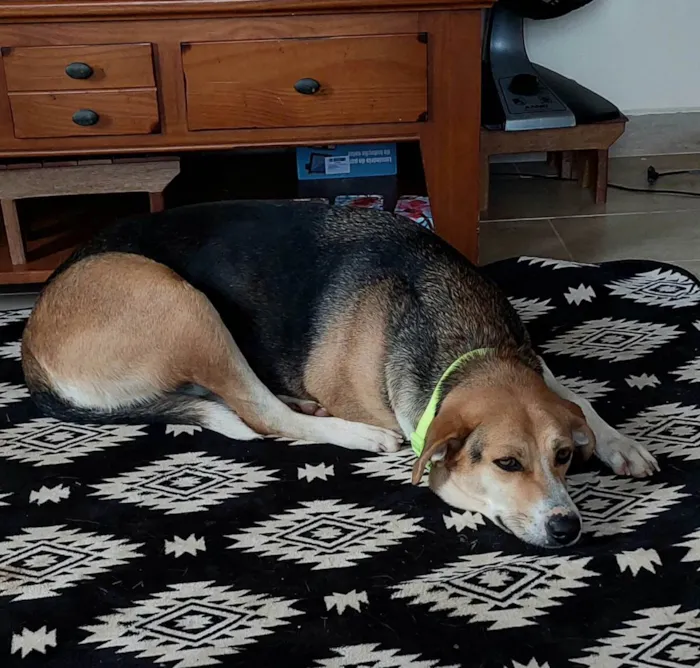 Cachorro raça HARRIER idade 2 anos nome MARICOTA