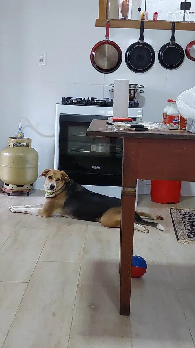 Cachorro raça HARRIER idade 2 anos nome MARICOTA