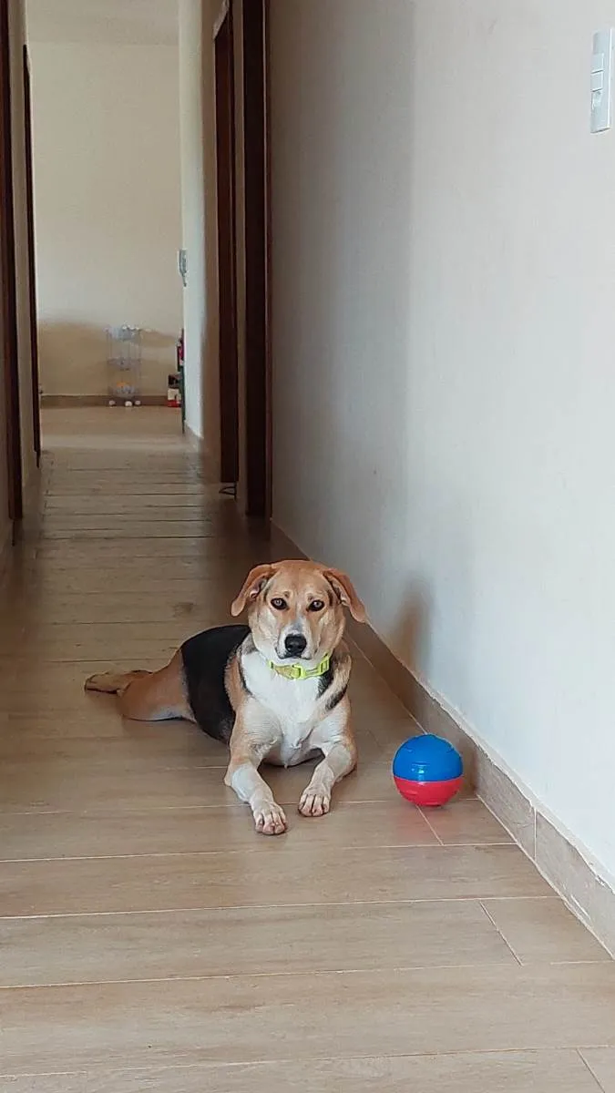 Cachorro raça HARRIER idade 2 anos nome MARICOTA