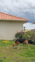 MARICOTA