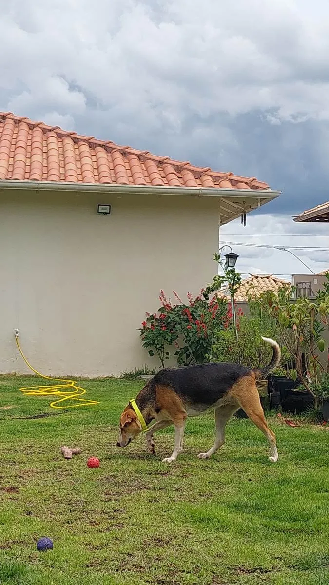 Cachorro raça HARRIER idade 2 anos nome MARICOTA