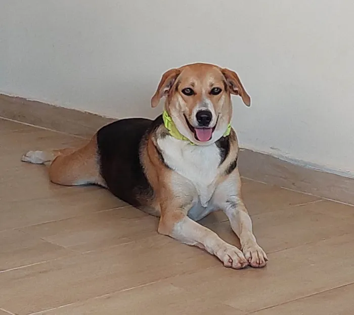 Cachorro raça HARRIER idade 2 anos nome MARICOTA