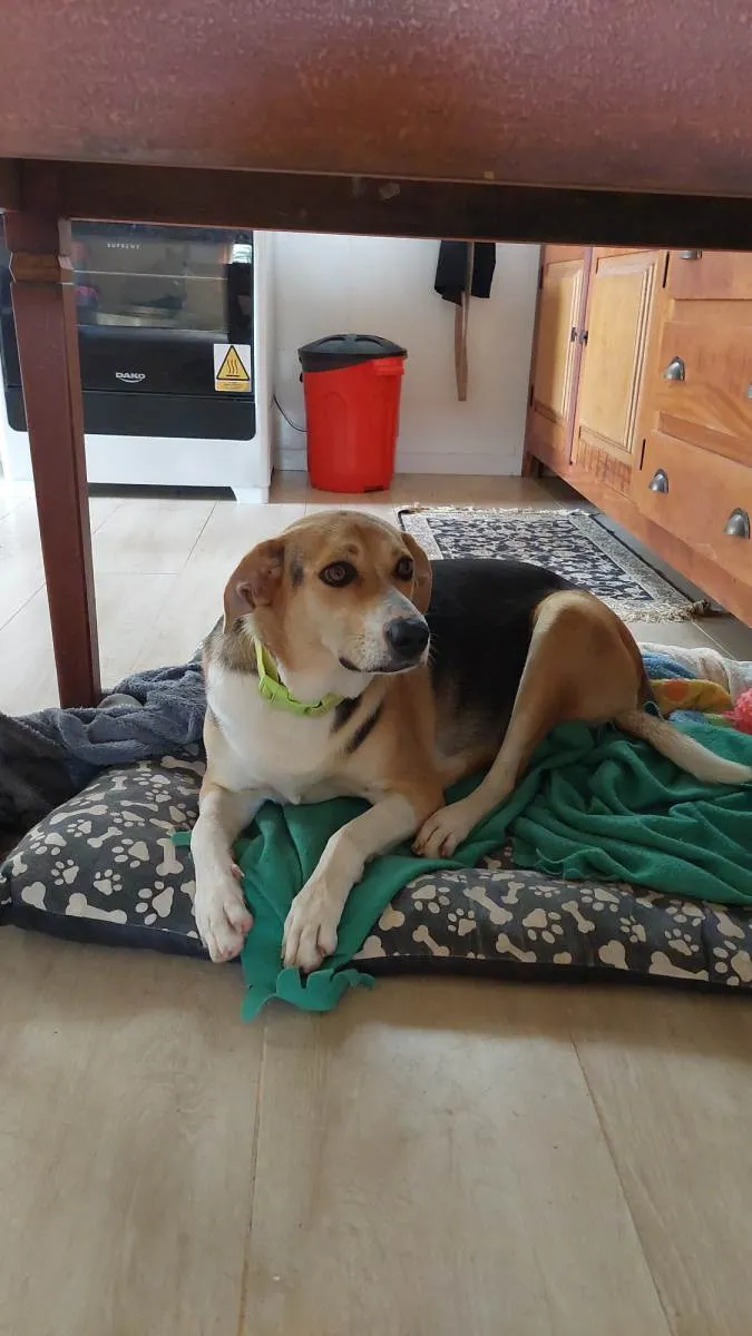Cachorro raça HARRIER idade 2 anos nome MARICOTA