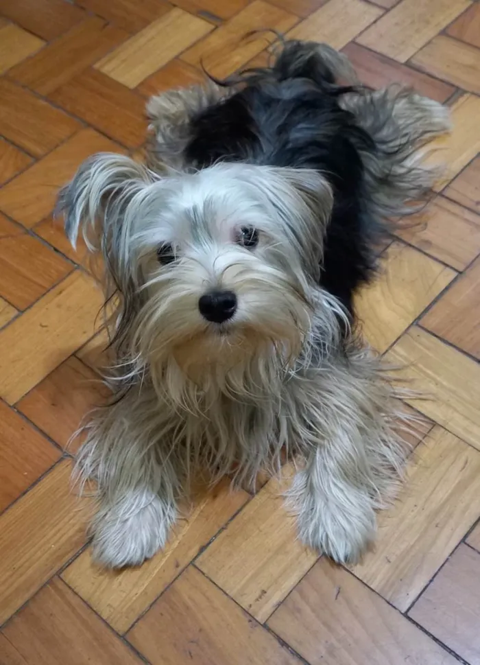 Cachorro ra a Yorkshire idade 1 ano nome Karee Sarah 