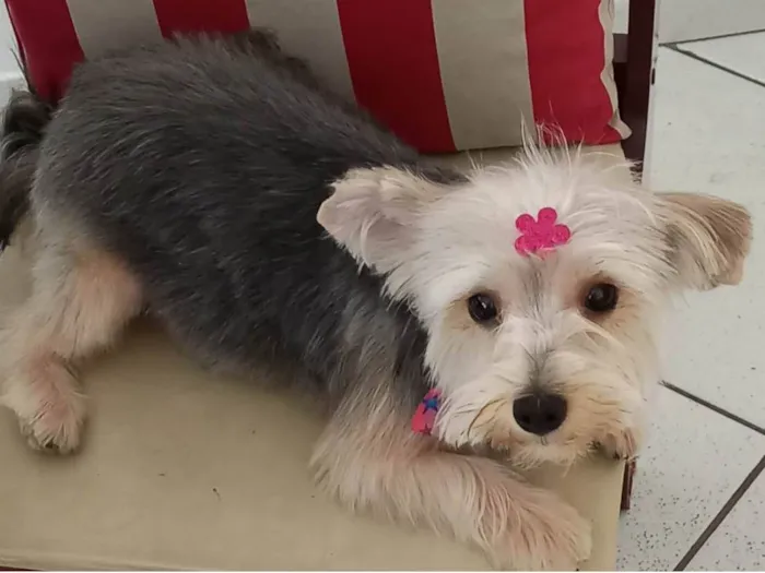 Cachorro ra a Yorkshire idade 1 ano nome Karee Sarah 