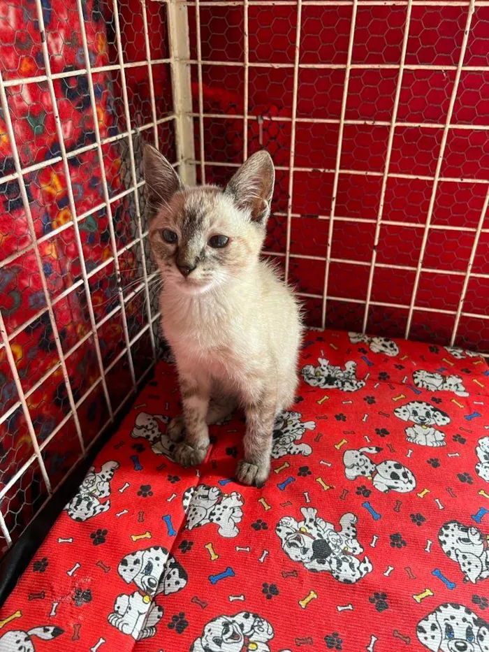 Gato raça Siamês  idade Abaixo de 2 meses nome Maria e João 