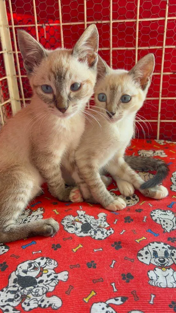 Gato raça Siamês  idade Abaixo de 2 meses nome Maria e João 