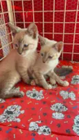 Gato raça Siamês  idade Abaixo de 2 meses nome Maria e João 