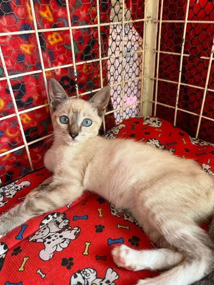 Gato raça Siamês  idade Abaixo de 2 meses nome Maria e João 