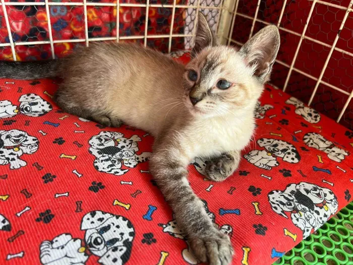 Gato raça Siamês  idade Abaixo de 2 meses nome Maria e João 