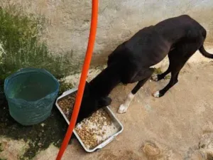 Cachorro raça SRD-ViraLata idade 2 anos nome Black