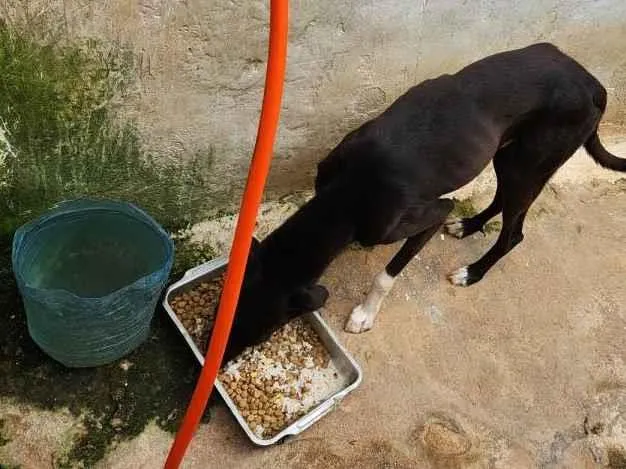 Cachorro ra a SRD-ViraLata idade 2 anos nome Black