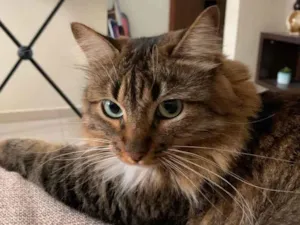 Gato raça SRD-ViraLata idade 3 anos nome Atenas 