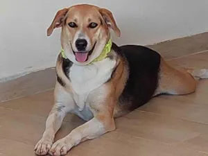 Cachorro raça HARRIER idade 2 anos nome MARICOTA