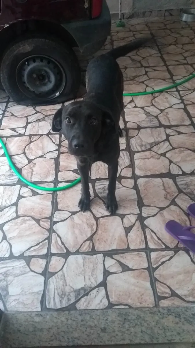 Cachorro ra a Fila Brasileira idade 3 anos nome Amora 