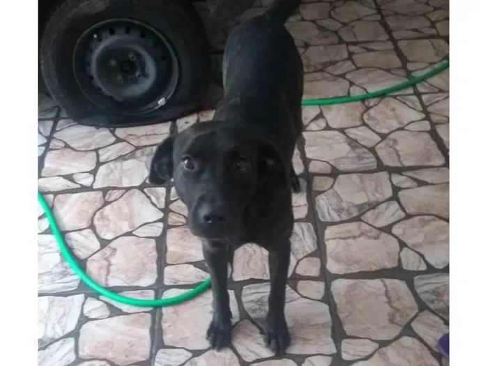 Cachorro ra a Fila Brasileira idade 3 anos nome Amora 