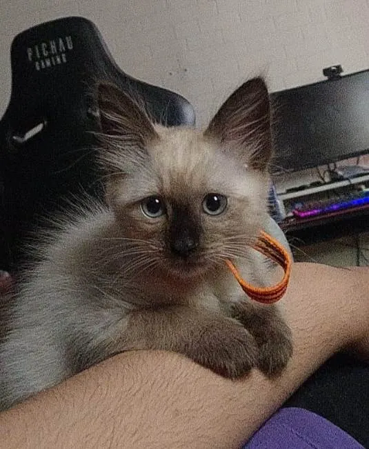 Gato raça SRD-ViraLata idade 2 a 6 meses nome Sem nome