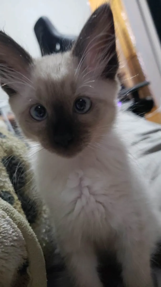 Gato raça SRD-ViraLata idade 2 a 6 meses nome Sem nome