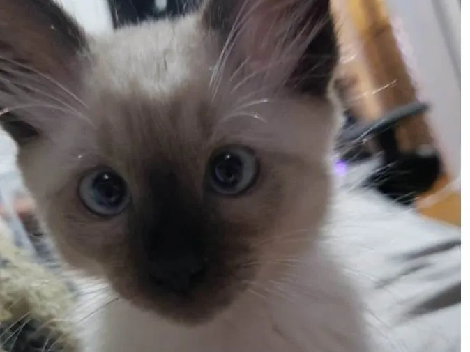 Gato raça SRD-ViraLata idade 2 a 6 meses nome Sem nome