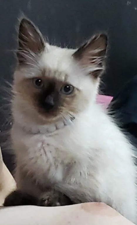 Gato raça SRD-ViraLata idade 2 a 6 meses nome Sem nome