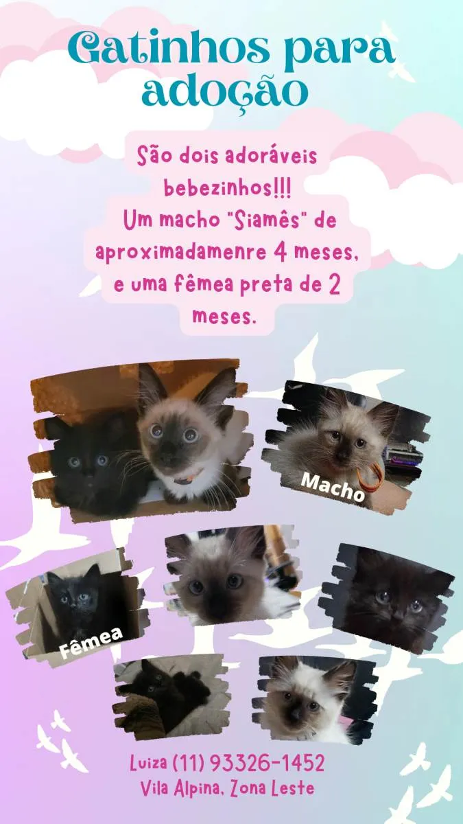 Gato raça SRD-ViraLata idade 2 a 6 meses nome Sem nome