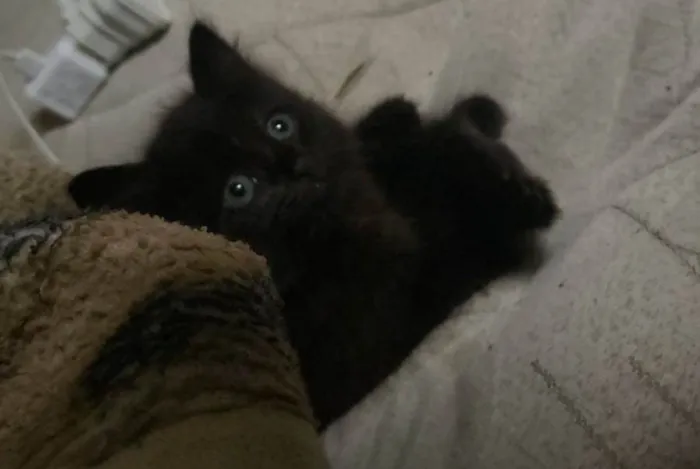 Gato raça SRD-ViraLata idade 2 a 6 meses nome Sem nome