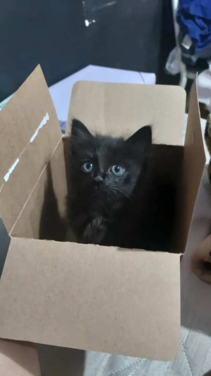 Gato raça SRD-ViraLata idade 2 a 6 meses nome Sem nome