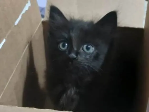 Gato raça SRD-ViraLata idade 2 a 6 meses nome Sem nome