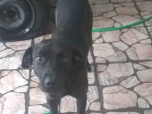 Cachorro raça Fila Brasileira idade 3 anos nome Amora 