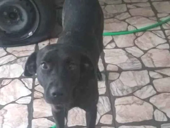 Cachorro ra a Fila Brasileira idade 3 anos nome Amora 