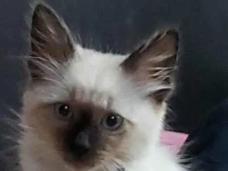 Gato raça SRD-ViraLata idade 2 a 6 meses nome Sem nome