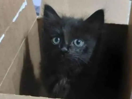 Gato raça SRD-ViraLata idade 2 a 6 meses nome Sem nome