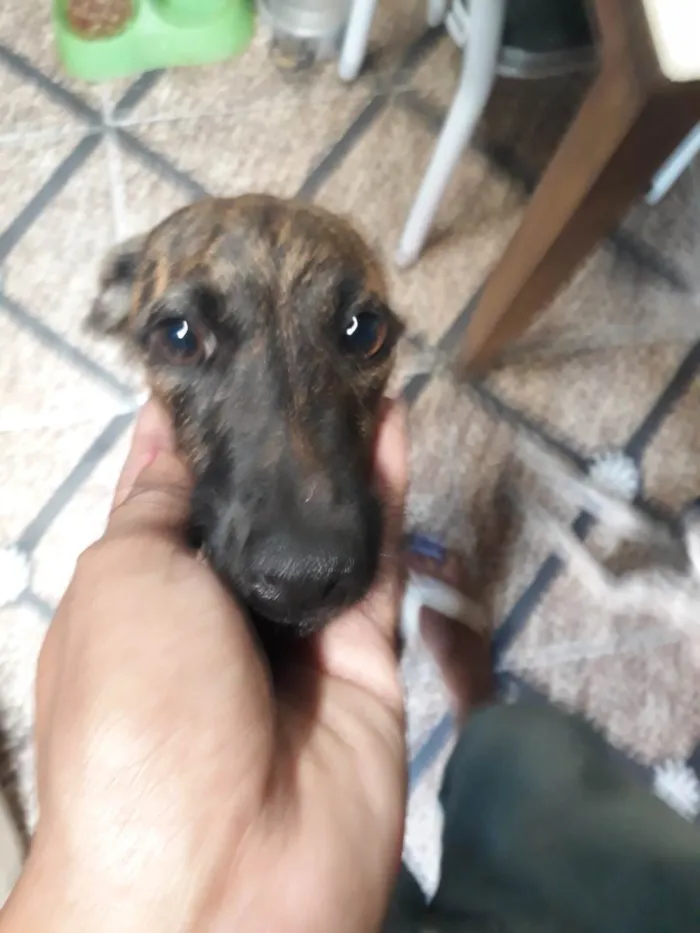 Cachorro ra a SRD-ViraLata idade 7 a 11 meses nome Lua e agatha