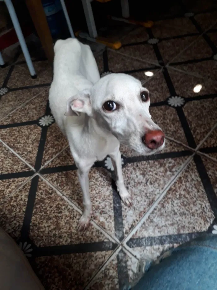 Cachorro ra a SRD-ViraLata idade 7 a 11 meses nome Lua e agatha