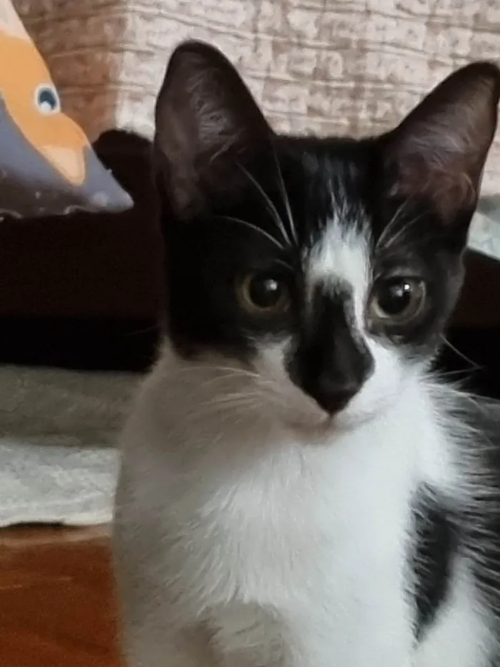 Gato ra a SRD-ViraLata idade 2 a 6 meses nome Narizinho