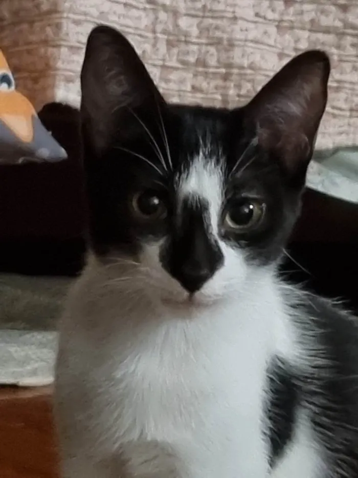 Gato ra a SRD-ViraLata idade 2 a 6 meses nome Narizinho