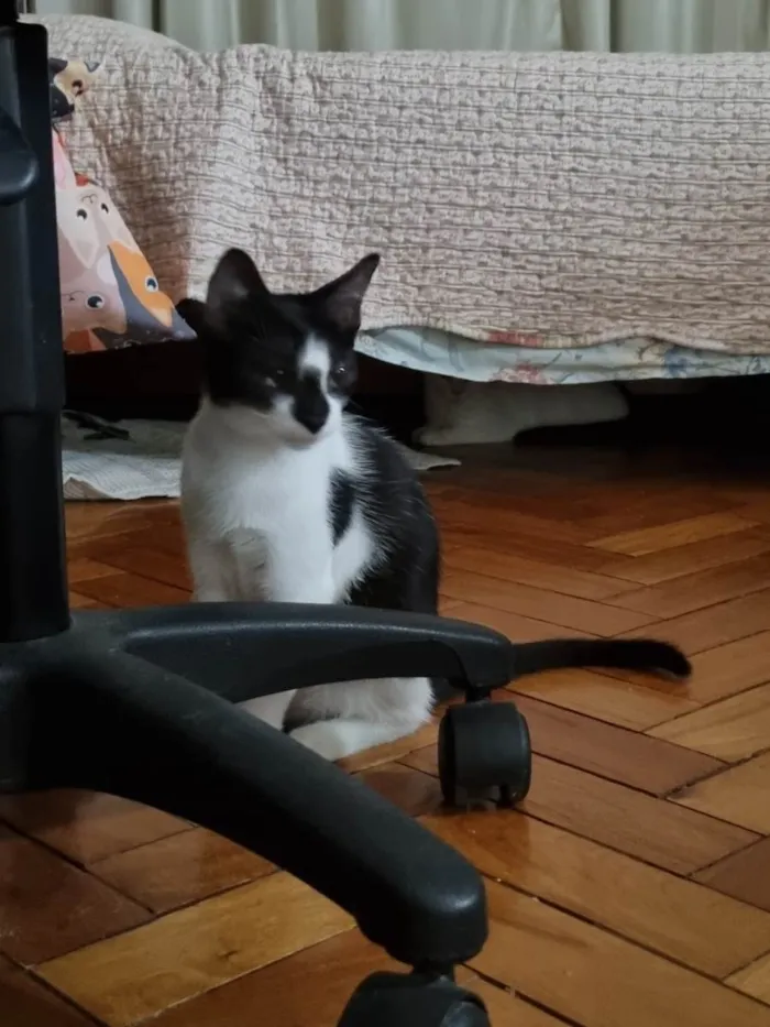Gato ra a SRD-ViraLata idade 2 a 6 meses nome Narizinho