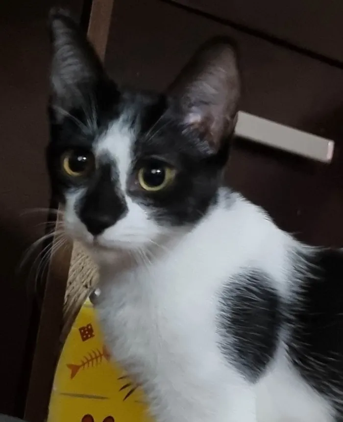 Gato ra a SRD-ViraLata idade 2 a 6 meses nome Narizinho