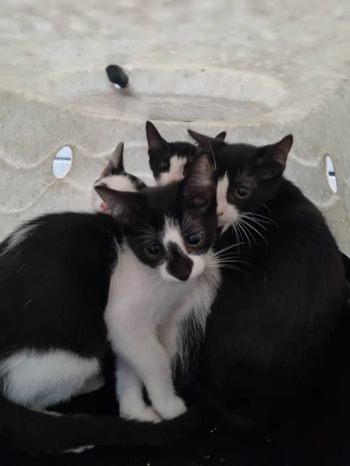 Gato ra a SRD-ViraLata idade 2 a 6 meses nome Narizinho
