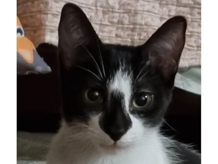 Gato ra a SRD-ViraLata idade 2 a 6 meses nome Narizinho