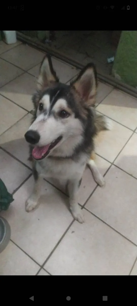 Cachorro ra a Husky Siberiano idade 4 anos nome GRATIFICA - Rayka