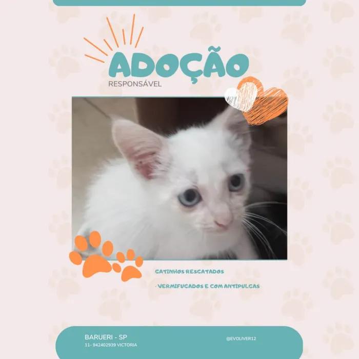 Gato ra a SRD-ViraLata idade Abaixo de 2 meses nome • filhote • 