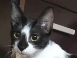 Gato raça SRD-ViraLata idade 2 a 6 meses nome Narizinho