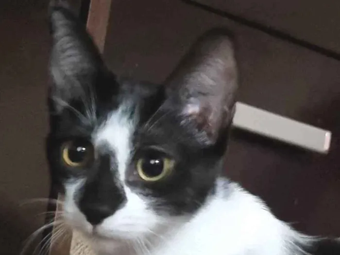 Gato ra a SRD-ViraLata idade 2 a 6 meses nome Narizinho