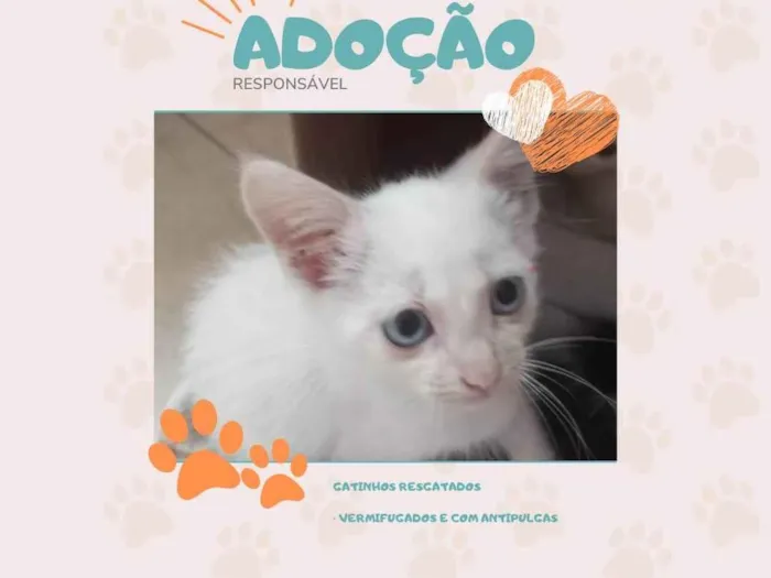 Gato ra a SRD-ViraLata idade Abaixo de 2 meses nome • filhote • 