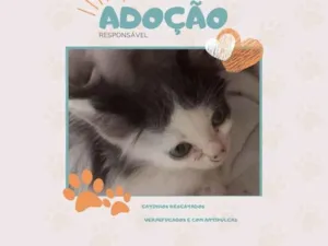 Gato raça SRD-ViraLata idade Abaixo de 2 meses nome • filhote • 