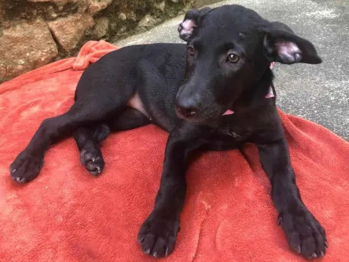 Cachorro ra a SRD-ViraLata idade 2 a 6 meses nome Puppy ….Penny…Penélope…Toffee…Bartô 
