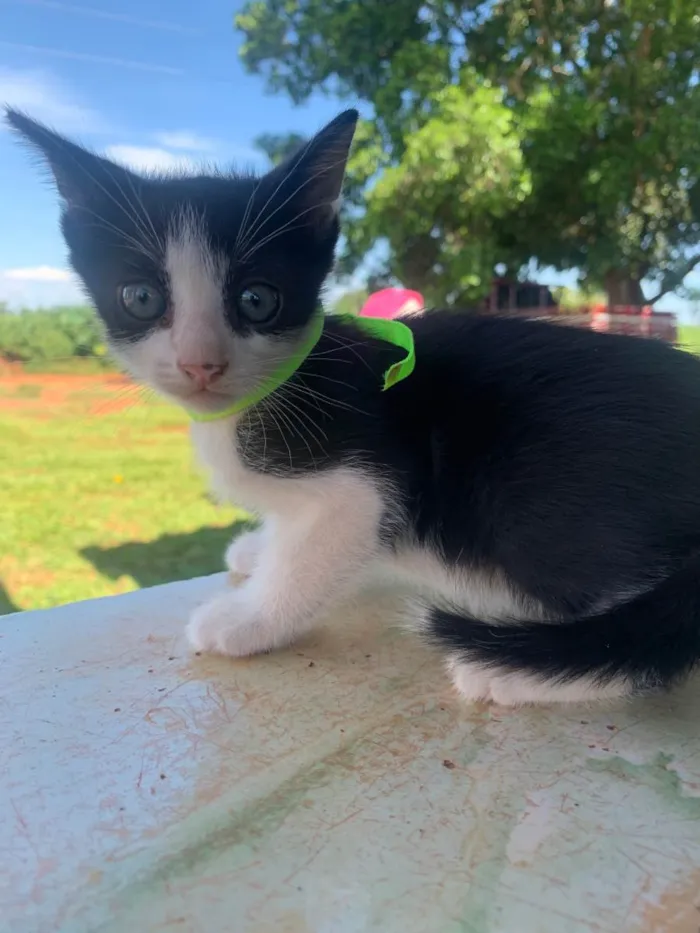 Gato ra a SRD-ViraLata idade 2 a 6 meses nome Sem nome 